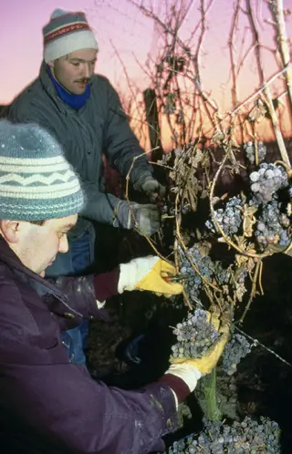 eiswein-trauben-lese
